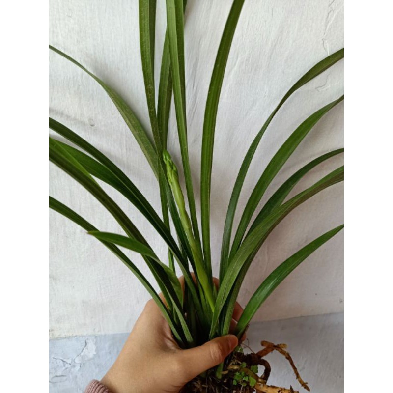 Jual Cymbidium Golden Boy Spike Knop Shopee Indonesia