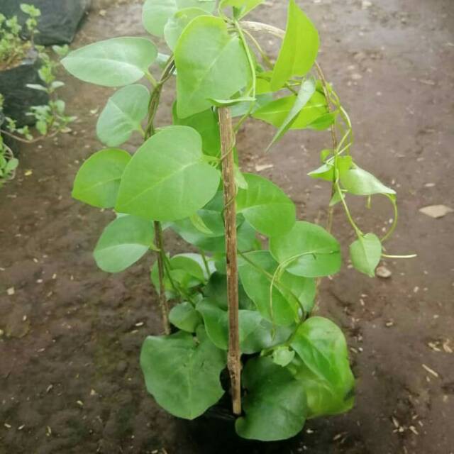 Tanaman herbal binahong hijau - pohon binahong - herbal binahong