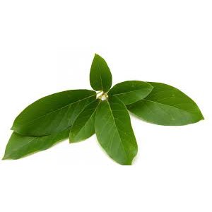 

DAUN ALPUKAT
