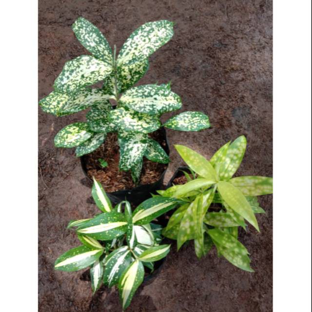 Paket 3 tanaman dracaena milky florida golden drasena