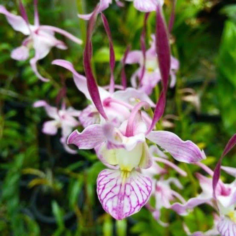 anggrek dendrobium leporinum seedling