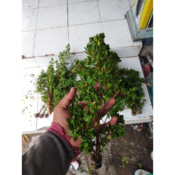 potong cangkok santigi varian mawar hasil budidaya