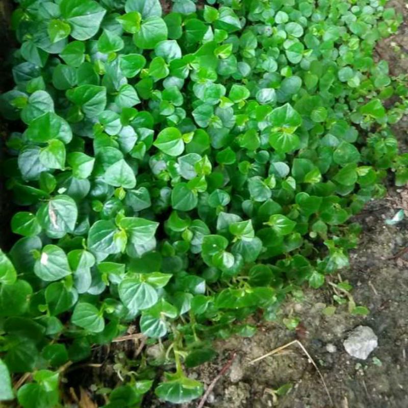 

DAUN SIRIH CINA SEGAR ATAU KETUMPAN AIR