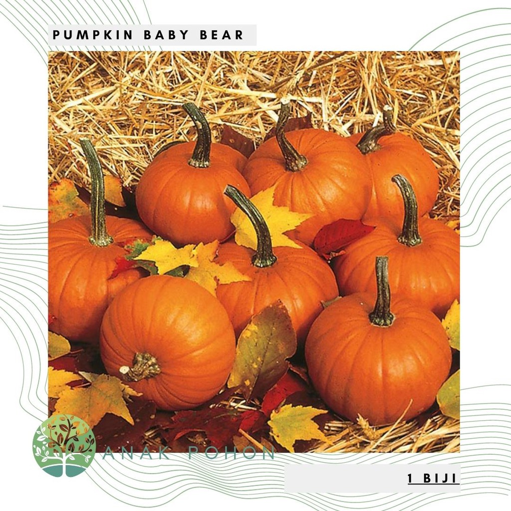 Benih Bibit Biji - Pumpkin Baby Bear Seeds - IMPORT