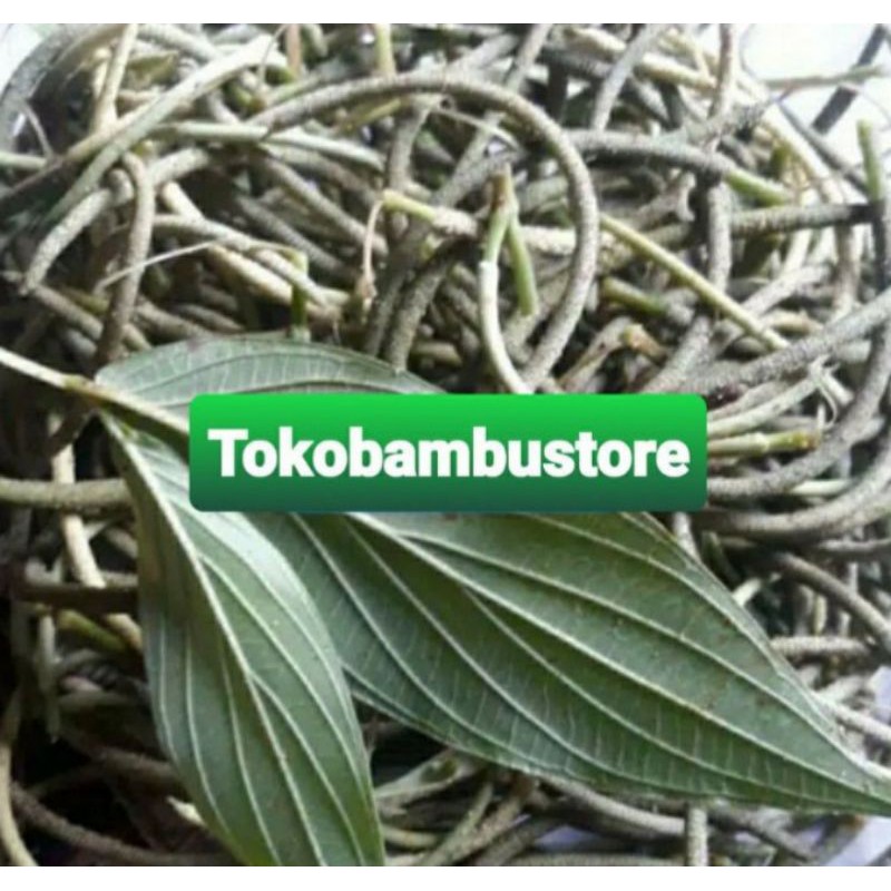 

Buah sirih hutan fresh 250 gram