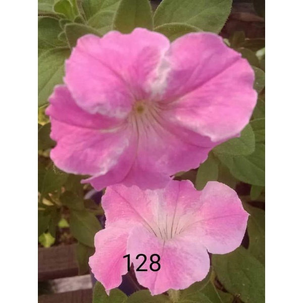 Benih petunia pink shadow white bunga besar