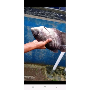 

ikan gurame harian fresh