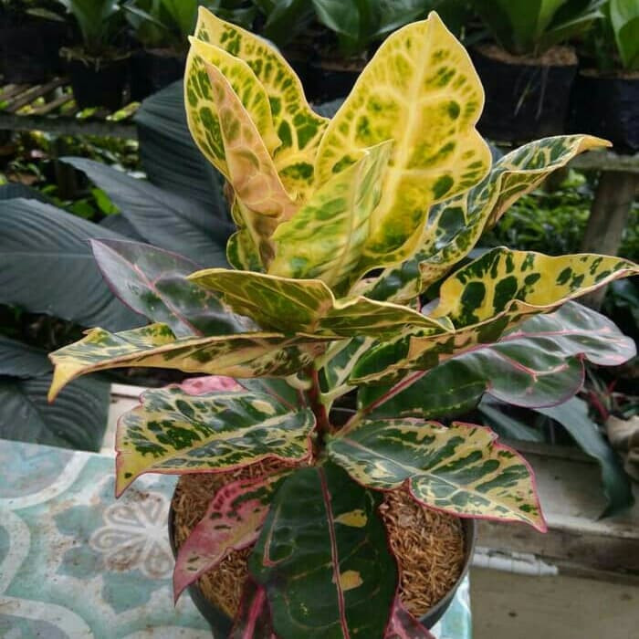 Tanaman Hias Puring Kura - Pohon Puring Kura