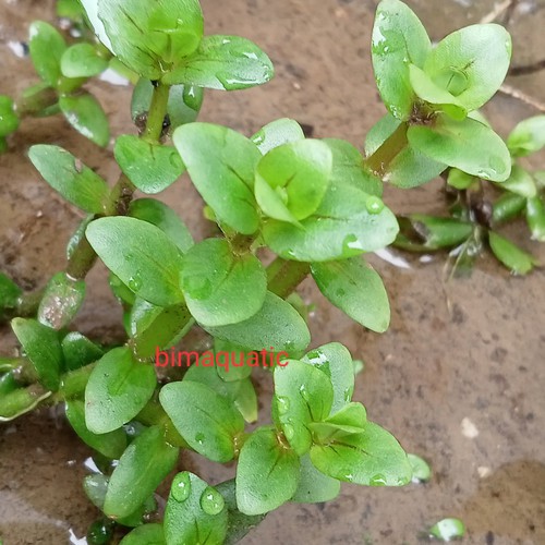 

bacopa salzmannii