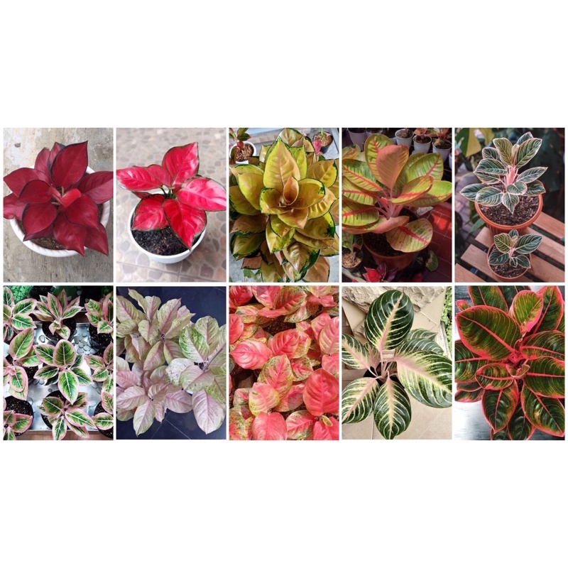 Paket 10 Bonggol Aglonema - 10 Jneis Bibit Bonggol Aglonema - Aglonema Paket