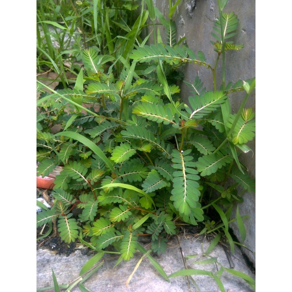 

Tanaman Meniran / Phyllanthus niruri