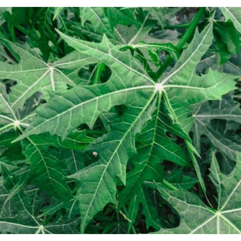 

Daun Gedi Pepaya Jepang Paket Per 500 gram
