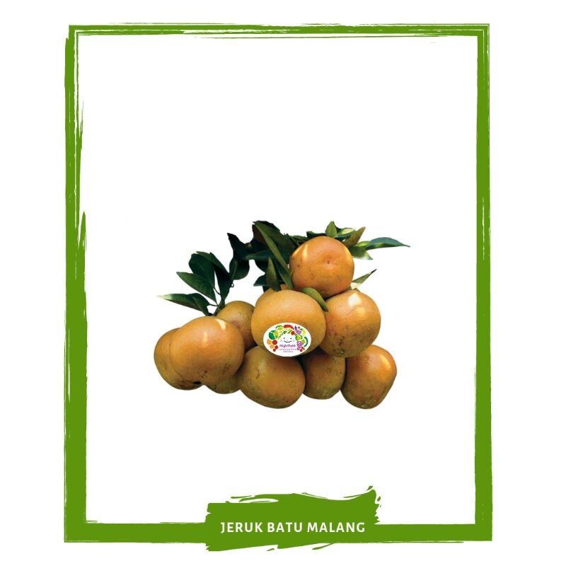 

Jeruk Madu Batu Malang Buah Segar By Mallahrizwa