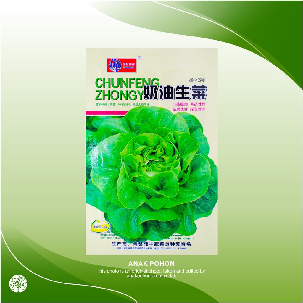 ( 1 PACK ) Benih Selada Green Butterhead Lettuce Tipe A Retail Pack - IMPORT