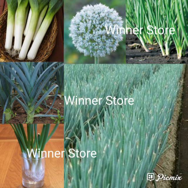 Bibit Benih Bawang Prei (10 Butir)