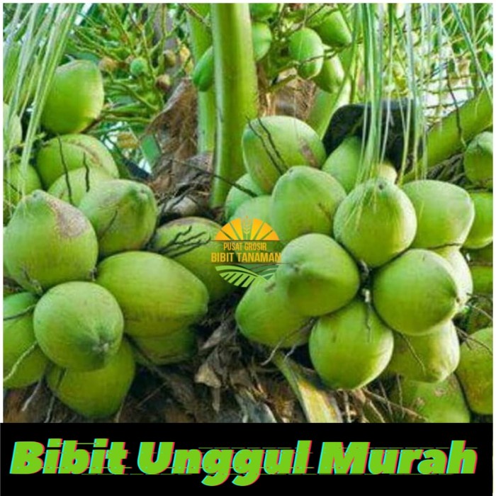 Bibit kelapa pandan wangi thailand asli import 1000%