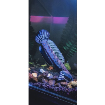 channa blue pulchra 6-11cm