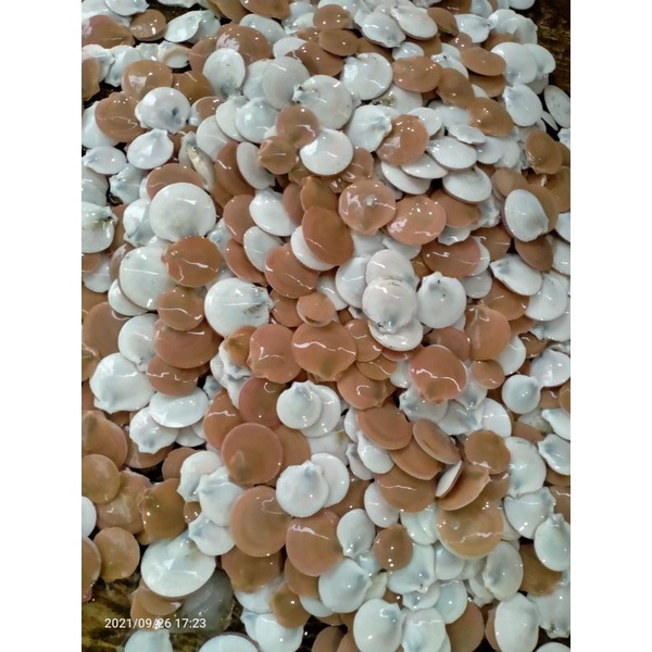 

KERANG SIMPING KECIL 1kg