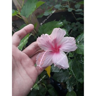 Bibit Bunga Sepatu Pohon Kembang Sepatu Wera Wora Wari Bibit Bunga Sepatu Pohon Kembang Sepatu Wera Wora Wari