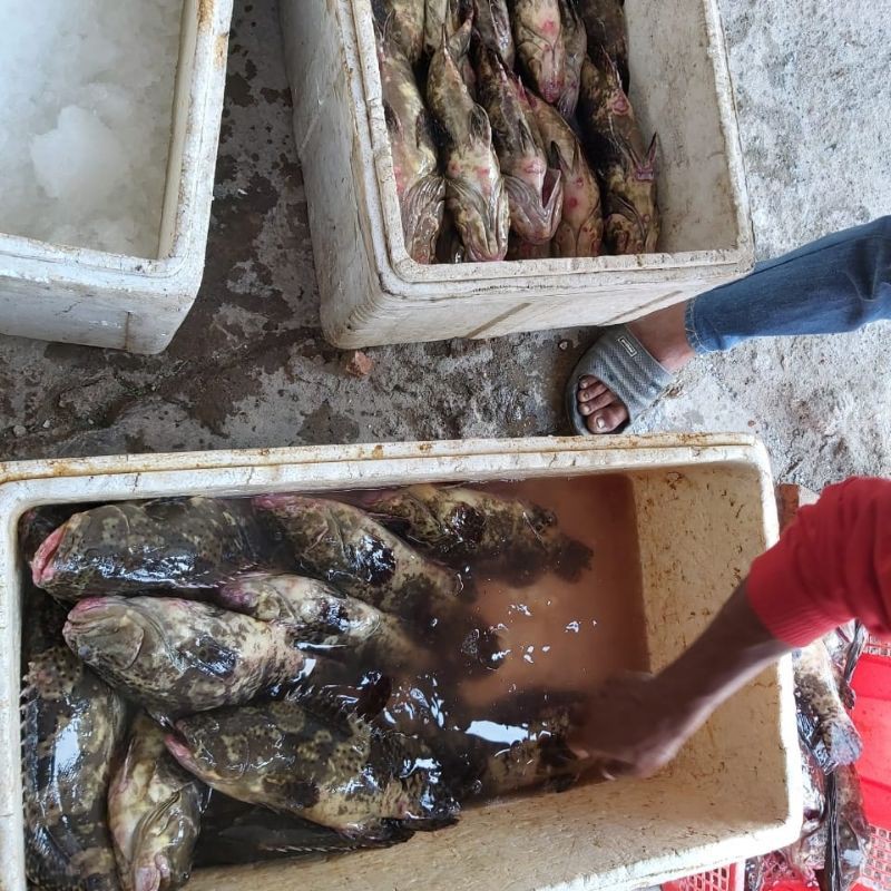 

Ikan krapu
