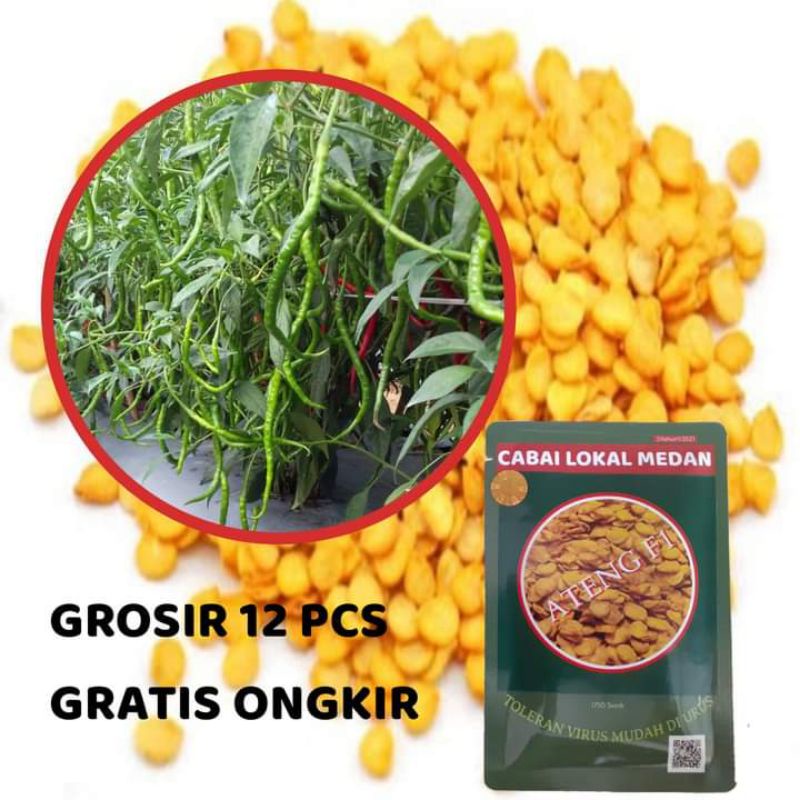 GROSIR 12 PCS CABAI HIBRIDA ATENG F1