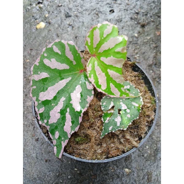 begonia sp