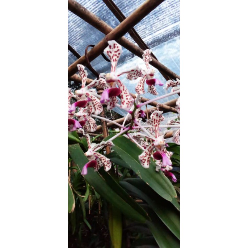 anggrek Vanda tricolor
