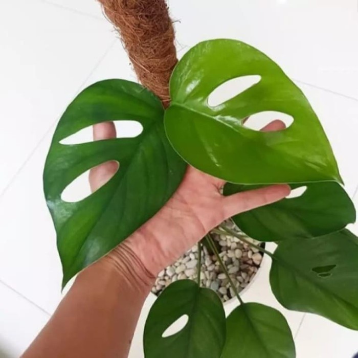 tanaman hias monstera rhapidophora rambat