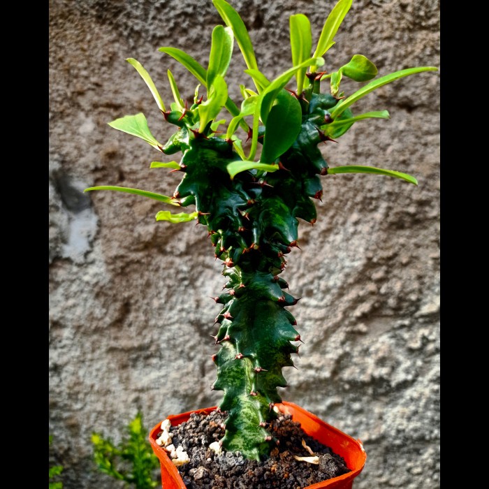 euphorbia ingens monstrose KAKTUS SUKULEN|TANAMAN HIAS