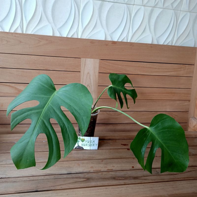 Monstera Siap Pajang