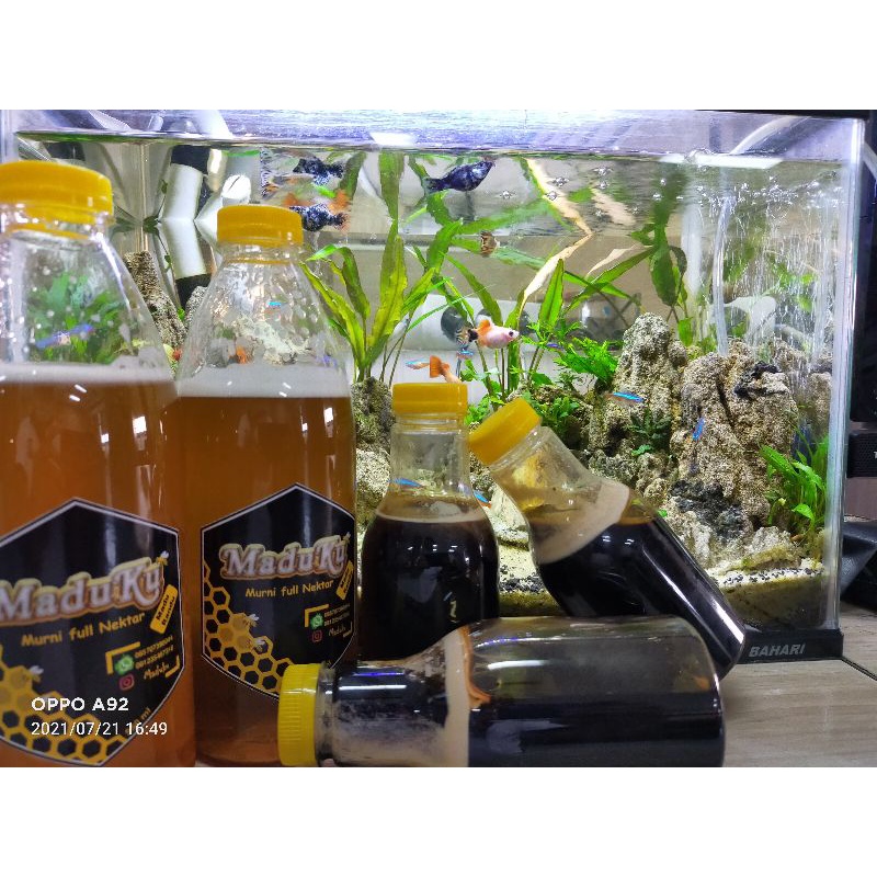 

Madu Hitam dari Nektar Akasia