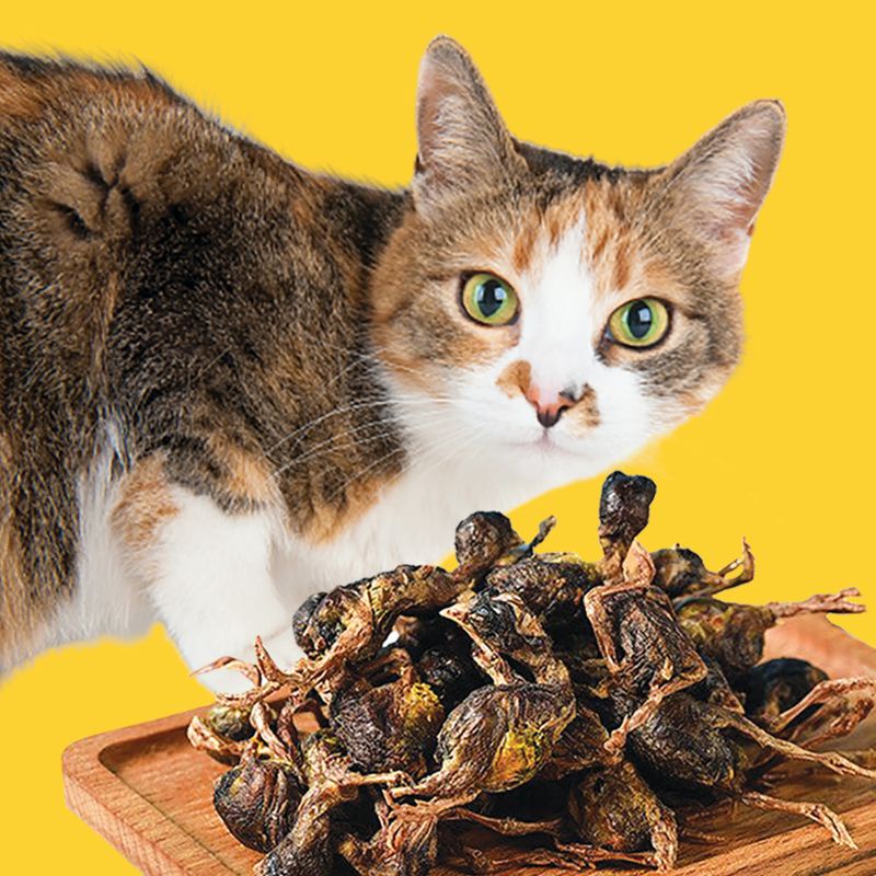 DRIED QUAIL - Snack Kucing Makanan Kucing Camilan Kucing Cat Treat Burung Puyuh Kering Baby Quail Cat Snack