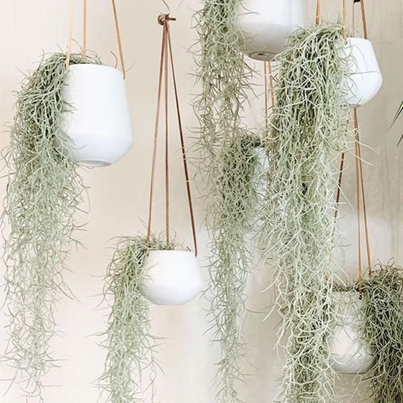 SPANISH MOSS/TILLANDSIA USNEOIDES/jenggot firaun