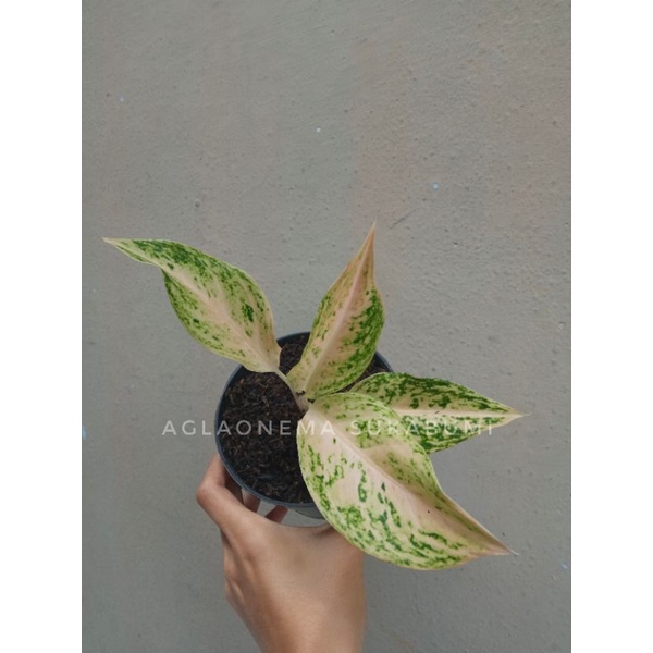 aglonema siam mutiara aglaonema