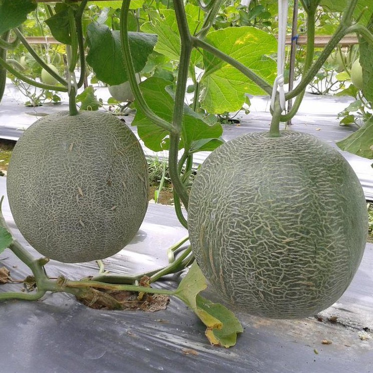 Bibit Benih Biji Buah Melon Aramis F1 Manis - Biji Tanaman Pohon Buah Melon - Bibit Buah Melon - COD