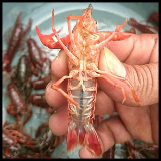 Unit Paling Laku Lobster Merah (Red Claw) Air Tawar Uk. 3 Inci Buntut