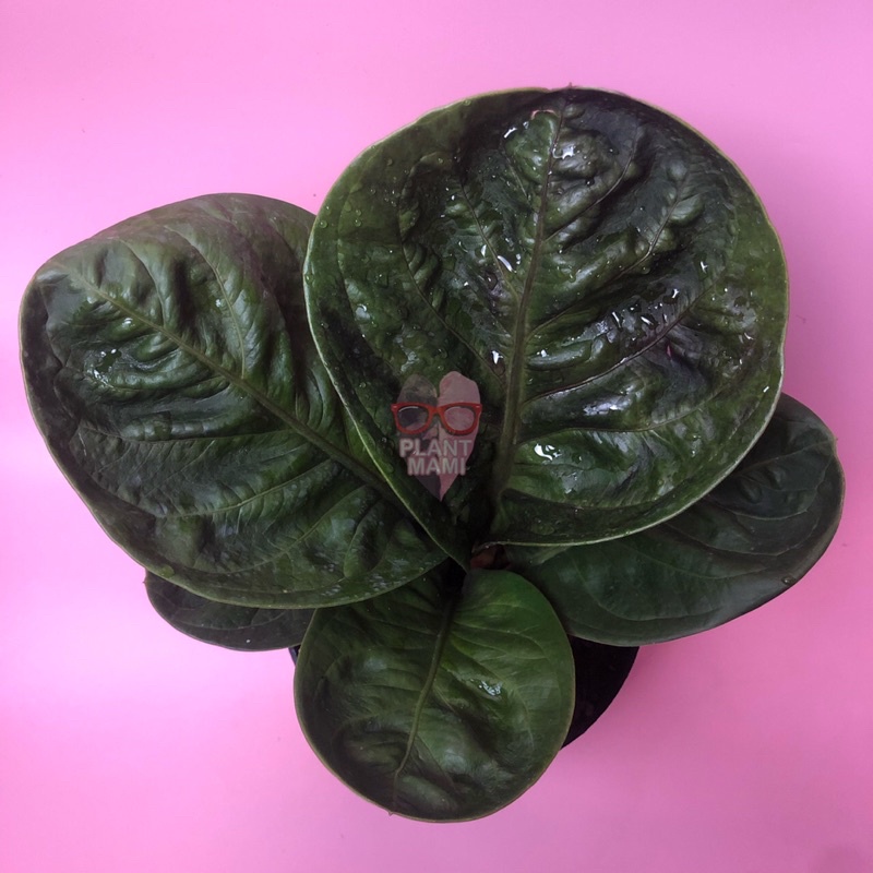 Anthurium Jemani Mangkok Broken Heart | jemani broken heart