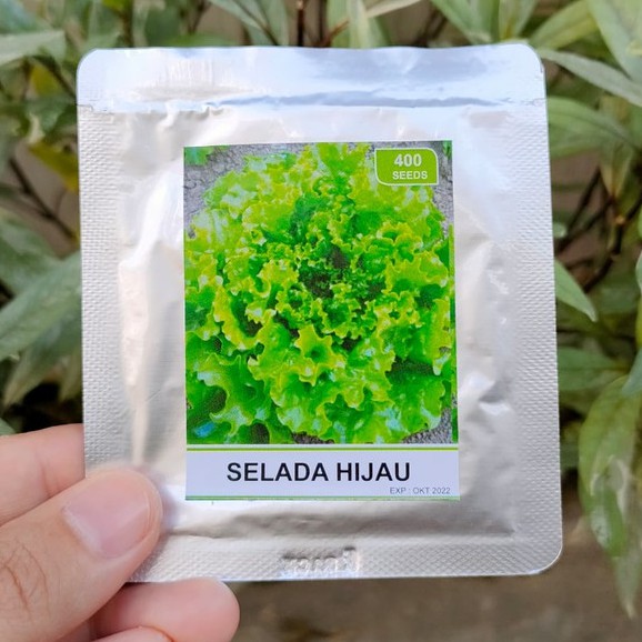 benih selada merah - benih selada hijau - bibit selada - RS