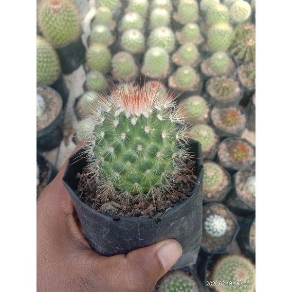 kaktus import/kaktus murah/kaktus pasaman/kaktus ownroot