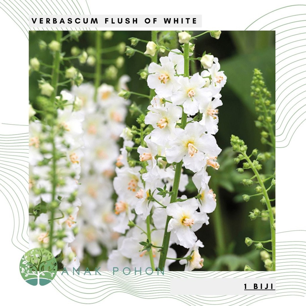 Benih Bibit Biji - Bunga Verbascum Flush of White Flower Seeds - IMPORT