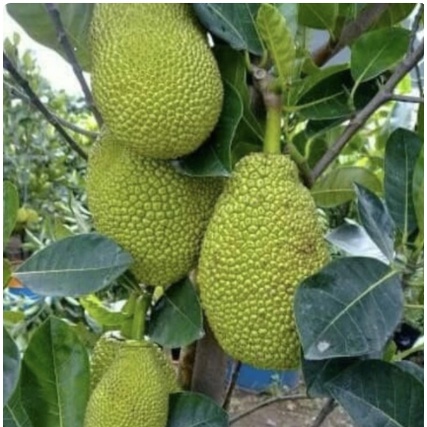 Tanaman buah nangka mini -- tanaman buah nangka orange