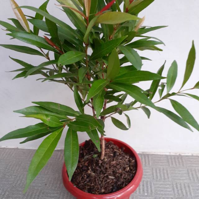 Tanaman hias pucuk merah + pot + tatakan