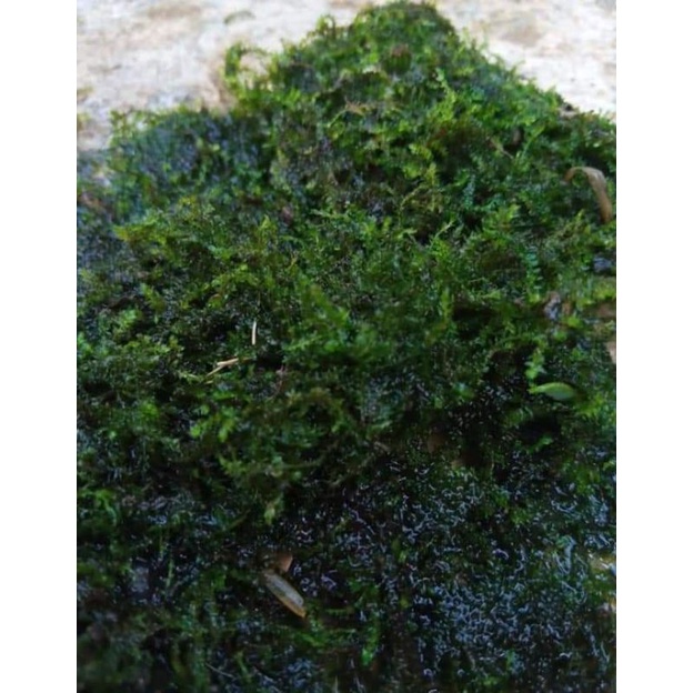 java moss