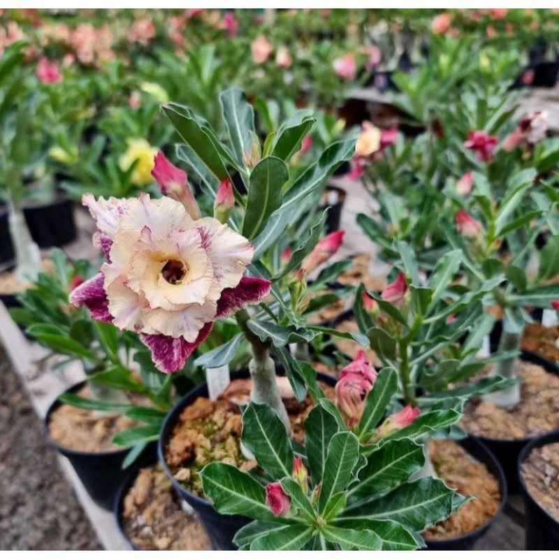 TANAMAN HIAS ADENIUM KAMBOJA JEPANG BUNGA TUMPUK//WHITE PURPLE