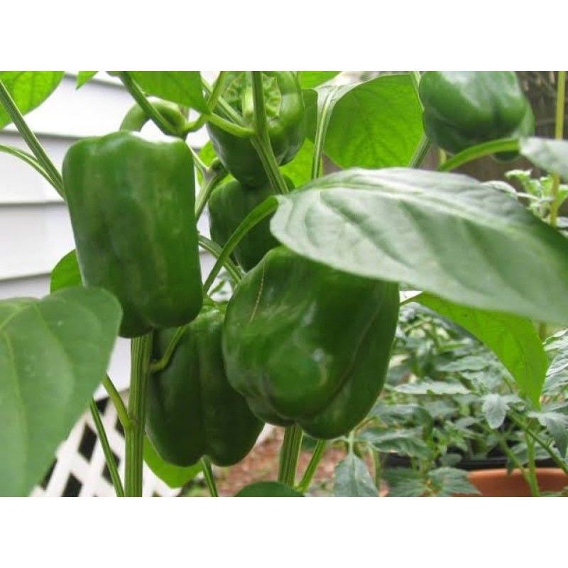 Benih Biji  Paprika Hijau  BEAUTYBELL  Kemasan Original Isi 100 Biji  Benih tanaman sayur sayuran Ca