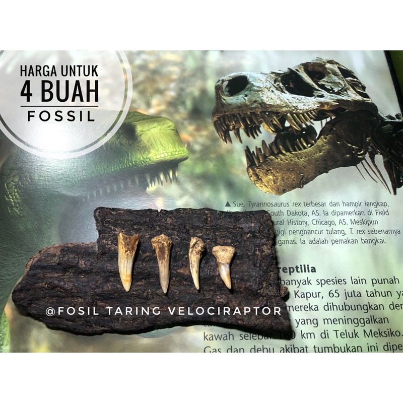 Fosil Gigi Taring Dinosaurus H3 atau Fosil Taring Hewan Velociraptor