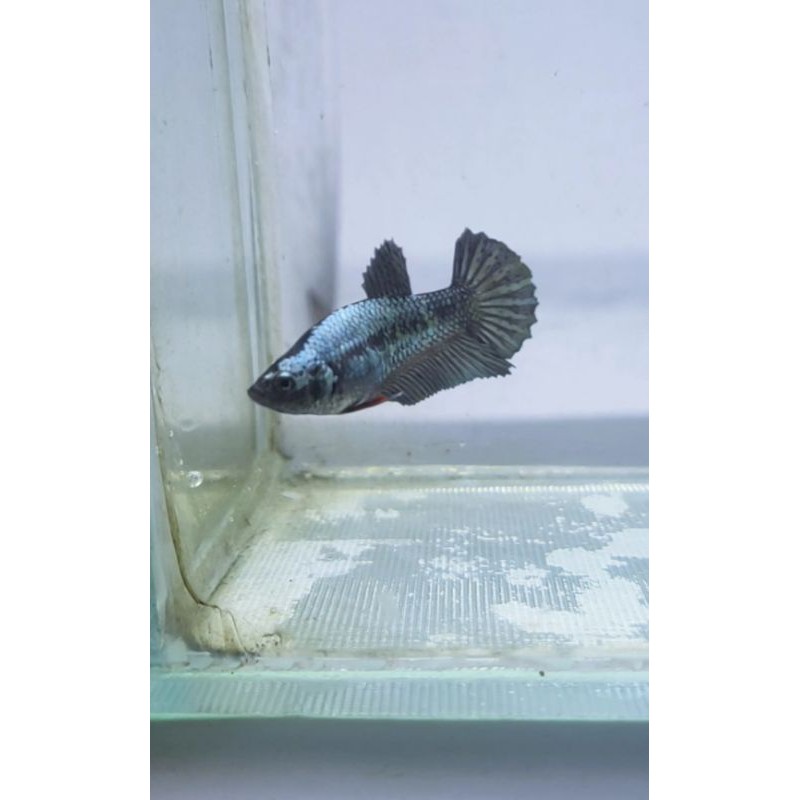 ikan cupang avatar gold copper BONSAI unik