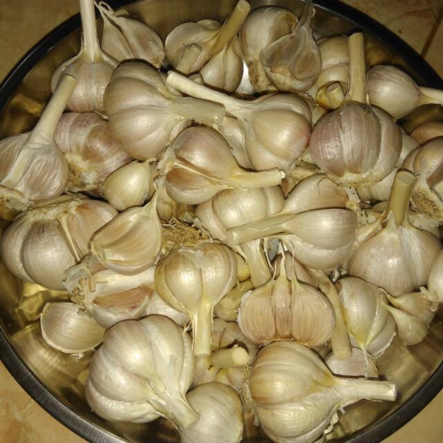 

Bawang putih Kating