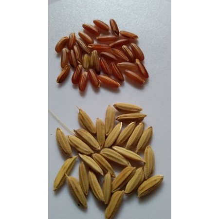 Bibit Padi Beras Merah