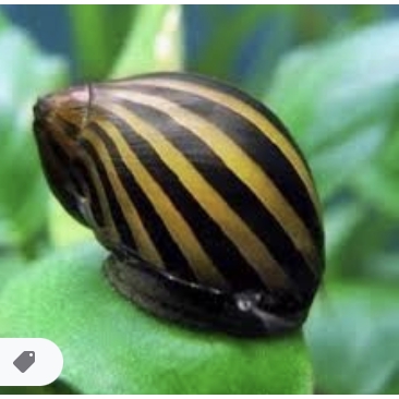 Keong turbo pembasmi lumut